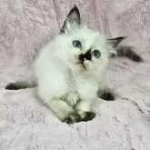 バーマン
