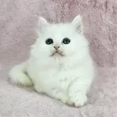 マンチカン(短足)【千葉県・女の子・2025年2月14日・ホワイト】の写真1