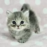 マンチカン(短足)【千葉県・女の子・2025年2月14日・ブルーマッカレルタビー】の写真1