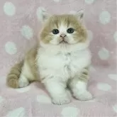 マンチカン(長足)