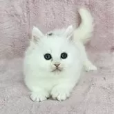 マンチカン(短足)【千葉県・女の子・2025年2月14日・ホワイト】の写真2