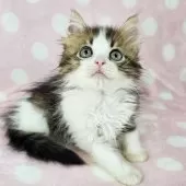 マンチカン(長足)【千葉県・男の子・2025年7月23日・ブラウンマッカレルタビー&ホワイト】の写真2