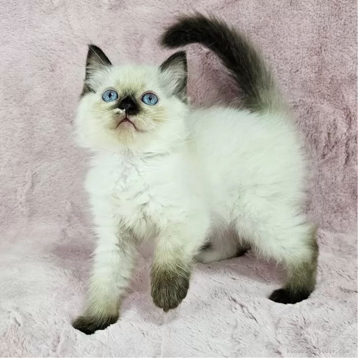 かちさん専用アンティーク ハーマン Hermann ねこ 猫 スポーツストア アンティークベア HERMANN ネコ ぬいぐるみ