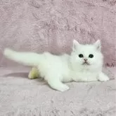 マンチカン(短足)【千葉県・女の子・2025年2月14日・ホワイト】の写真4