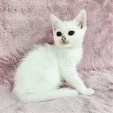 マンチカン(長足)【千葉県・女の子・2025年2月20日・ホワイト】の写真4