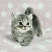 マンチカン(短足)【千葉県・女の子・2025年2月14日・ブルーマッカレルタビー】の写真5