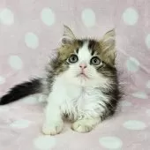 マンチカン(長足)【千葉県・男の子・2025年7月23日・ブラウンマッカレルタビー&ホワイト】の写真6