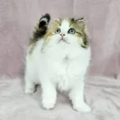 マンチカン(長足)【千葉県・女の子・2024年12月2日・キャリコ バン】の写真6