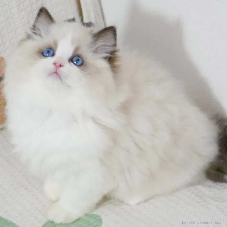 ID：2312-00054の子猫