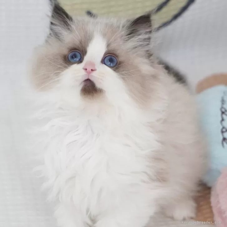 ID:2412-01092の子猫