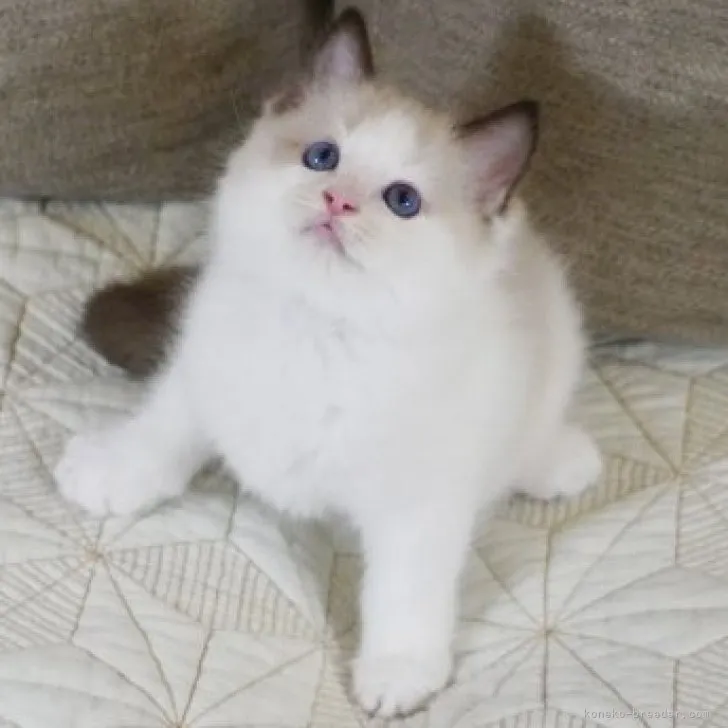 ID：2307-00330の子猫