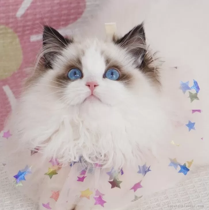 ID:2407-03446の子猫