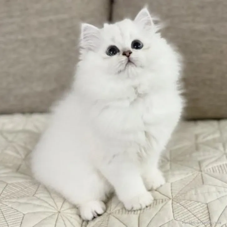ID:2304-02317の子猫