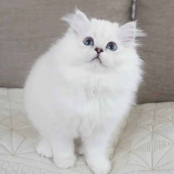 ID:2304-02369の子猫