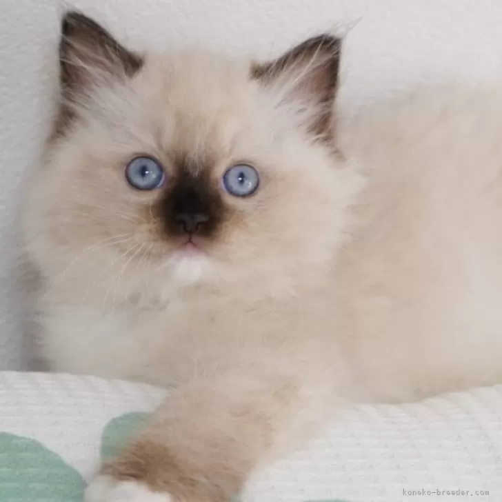 ID：2410-02636の子猫