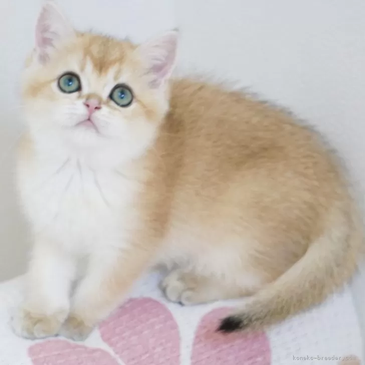 ID：2405-01877の子猫
