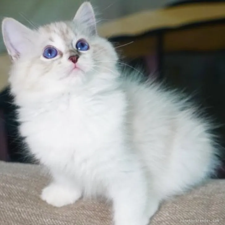 ID：2307-03305の子猫