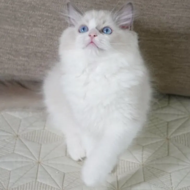 ID：2306-03692の子猫