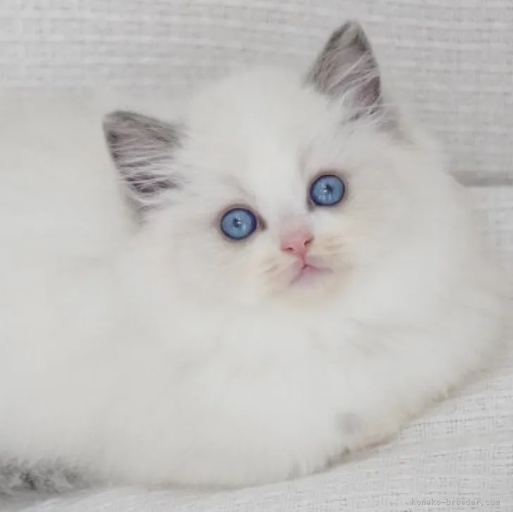 ID：2311-00460の子猫