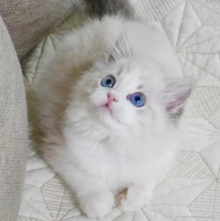 ID:2306-02388の子猫