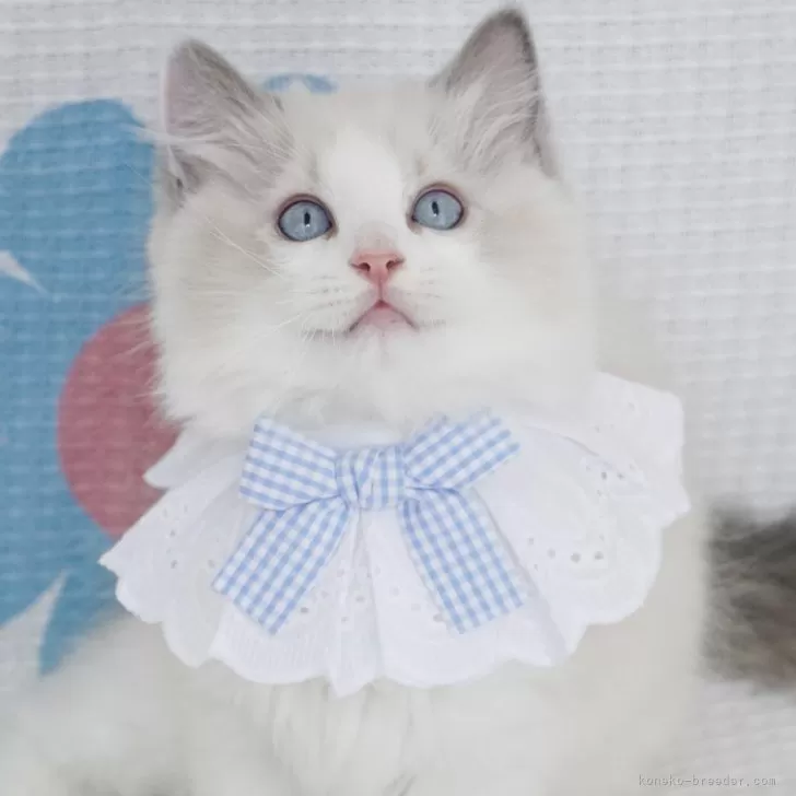 ID：2407-02820の子猫