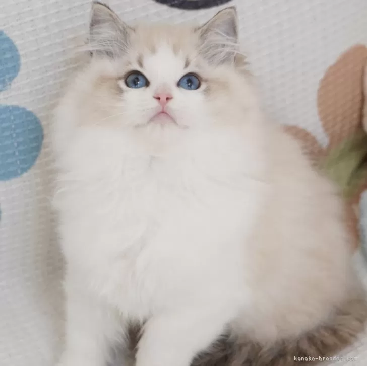 ID:2412-00523の子猫