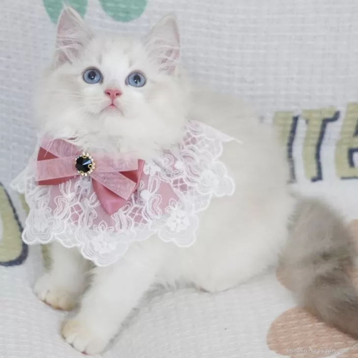 ID：2406-02309の子猫