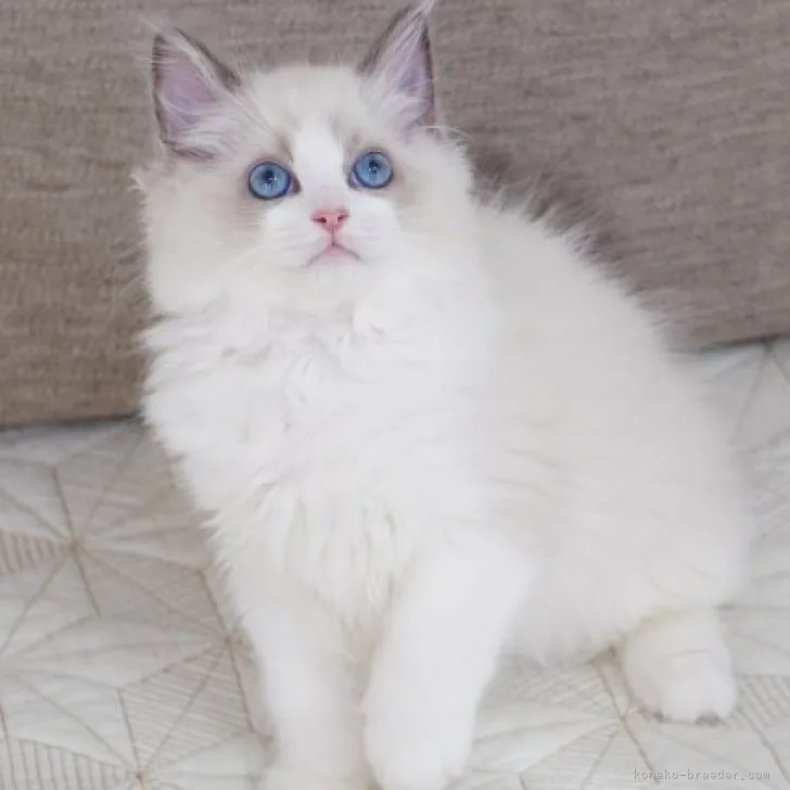 ID：2310-01317の子猫