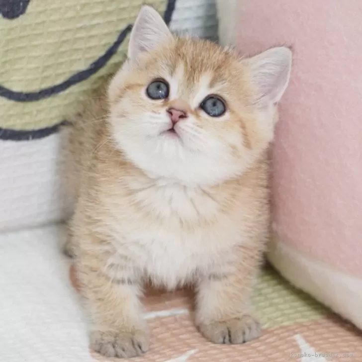 テル 様のお迎えした子猫