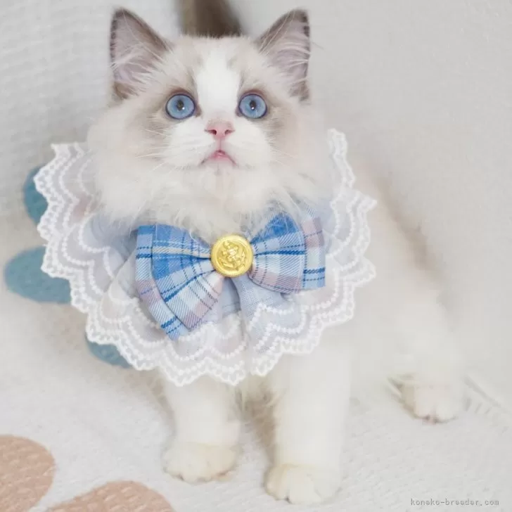 ID:2404-02740の子猫
