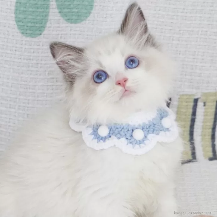 ID：2407-02910の子猫