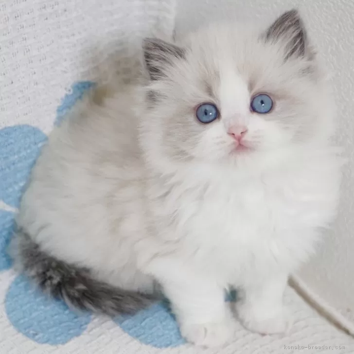 ID:2405-00956の子猫