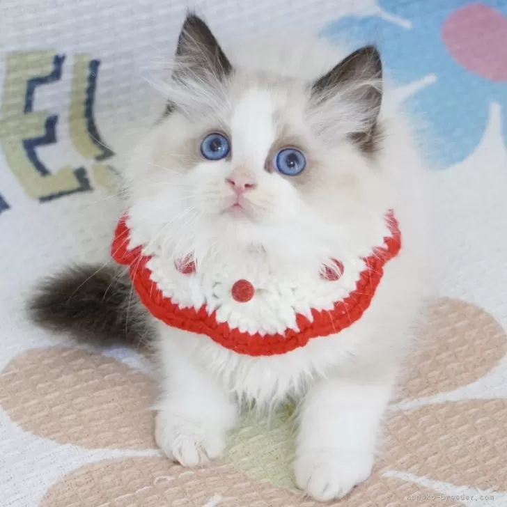 ID：2406-02974の子猫