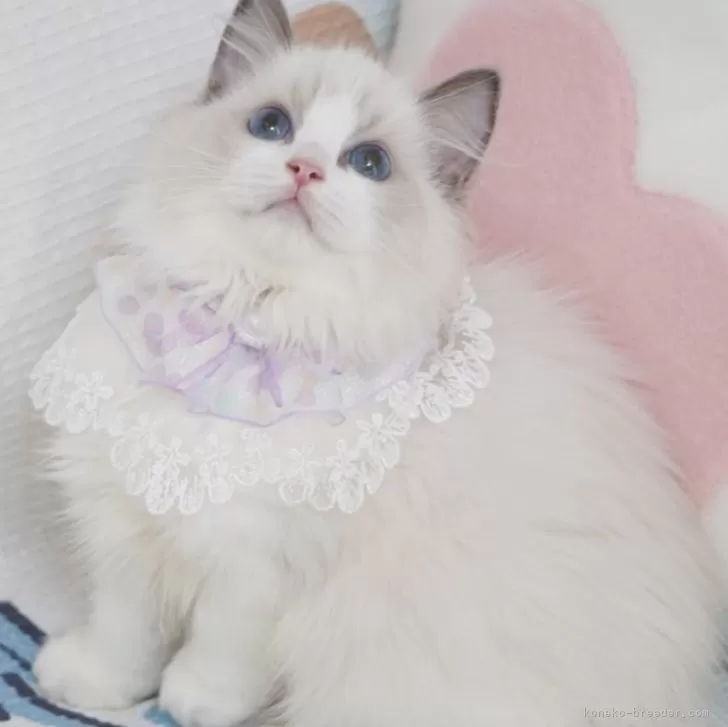 ID：2409-01817の子猫