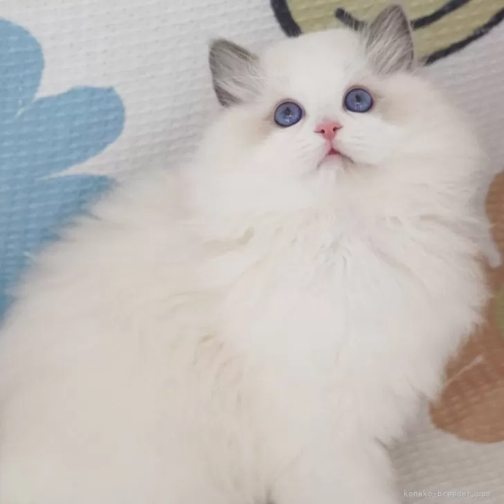 ID：2411-00695の子猫
