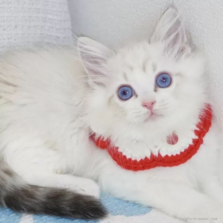 まーに 様のお迎えした子猫