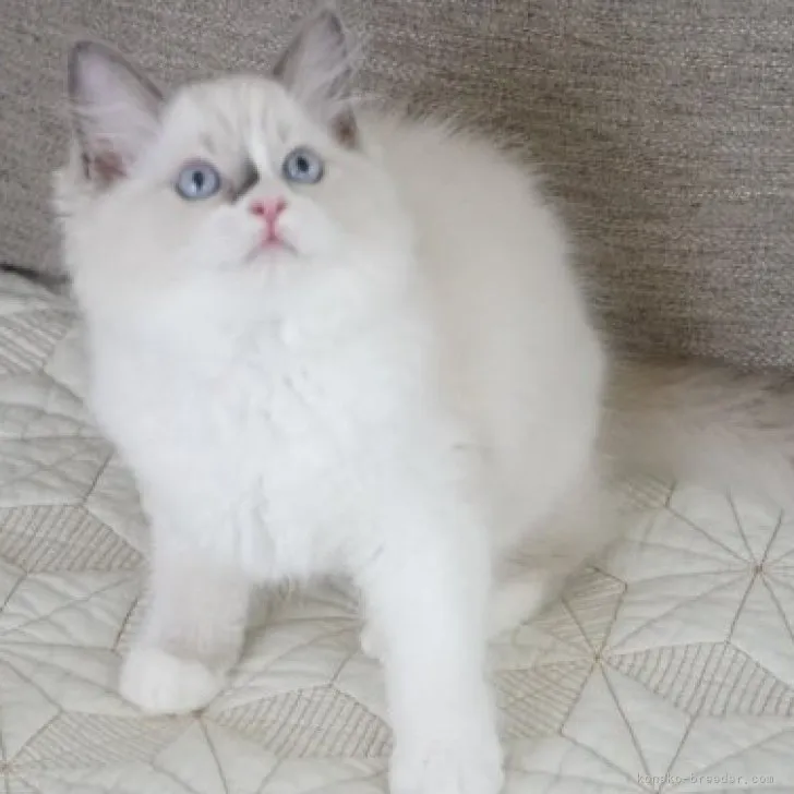 ID:2309-00440の子猫