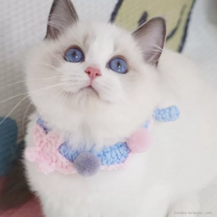 ID：2408-02829の子猫