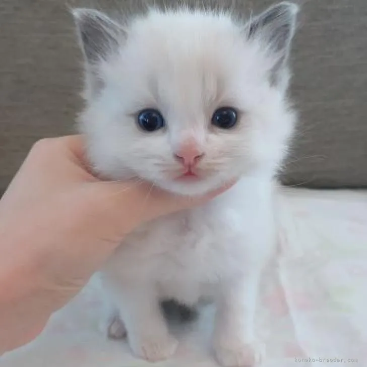 ID：2211-00122の子猫