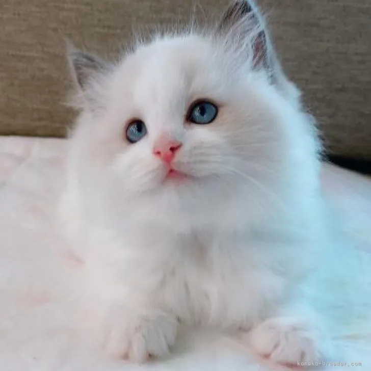 ID：2209-00523の子猫