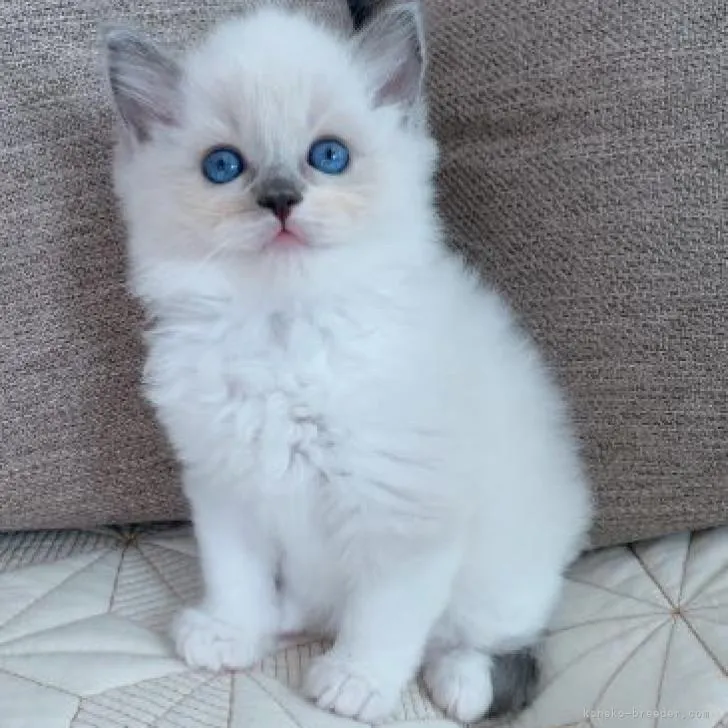 ID:2209-00759の子猫
