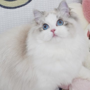 ラグドール【茨城県・女の子・2024年5月24日・シールリンクスポイントバイカラー（ロングヘアー）】の写真「両親外産 珍しいまん丸顔たち👸濃いブルー目🩵」