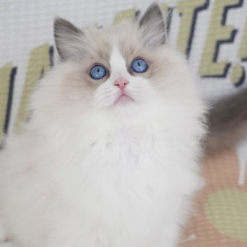 ラグドール【茨城県・女の子・2024年9月1日・ブルーポイントバイカラー（爆毛）】の写真「両親外産 可愛い顔 濃いブルー目🩵爆毛」