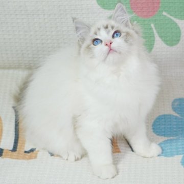 ラグドール【茨城県・女の子・2023年9月21日・薄いシールリンクスポイントバイカラー（長毛）】の写真「パパ外産 珍しい色 虎🐯みたい 正月キャンペーン中」