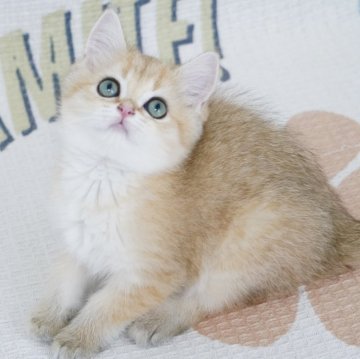 ブリティッシュショートヘア【茨城県・女の子・2024年3月28日・ゴールデン】の写真「両親外産 まん丸甘い顔たち 綺麗な目色」