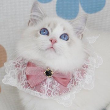 ラグドール【茨城県・男の子・2024年6月6日・ブルーリンクスポイントバイカラー（ロングヘアー）】の写真「両親外産 驚くほど深いブルー目💎可愛い顔🥰」