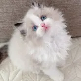 ラグドール【茨城県・男の子・2023年2月23日・シールポイントバイカラー】の写真1「撮影日4月17日 太い骨 生後53日970g」