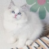 ラグドール【茨城県・女の子・2023年9月21日・薄いシールリンクスポイントバイカラー】の写真1「摄影日12月10日」