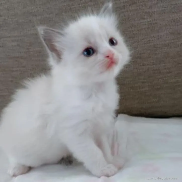 ID:2211-00162の子猫
