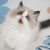 ラグドール【茨城県・女の子・2024年10月17日・シールポイントバイカラー】の写真2